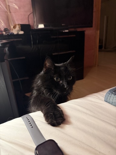 In a dimly lit, unfinished basement, a black cat with determined eyes climbs onto a bed.