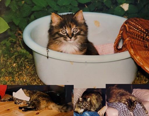 One big photo of a kitten, and three smaller photos of the same cat as an adult. The kitten is sitting in a plastic bowl in a garden. She's looking curiously at something behind the cameraman. Her fur is long with lots of markings in dark brown, light brown, orange and white. 1st small image she's sleeping on the floor while wearing a paper hat. 2nd image, she's laying on a lap, looking almost at the camera. 3rd image, she's sleeping on a lap with her head between the human's knees.