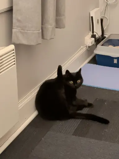 Cat staring at camera with her right hind leg in the air in a strange position